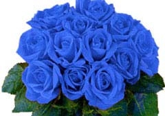 Blue-roses