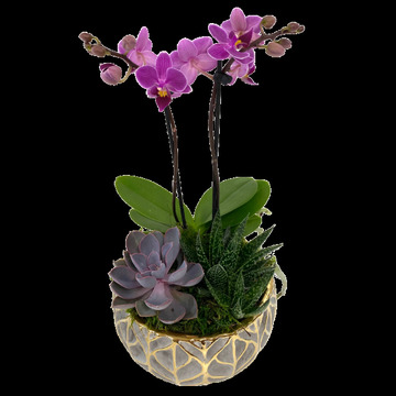 Orchid-succulent-planter