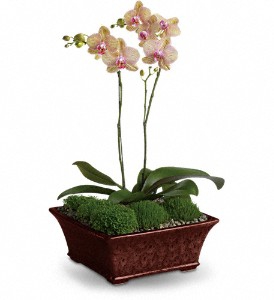 Orchid-arrrangement