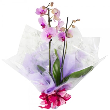 An-elegant-orchid