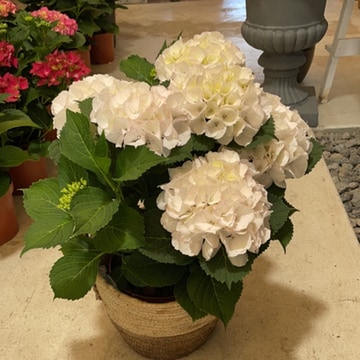 Hydraganea-plant