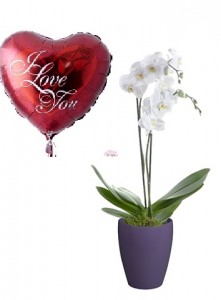2-stalks-orchid-balloon