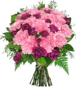 Carnations