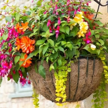 Hanging basket