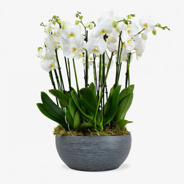Large orchids in pot