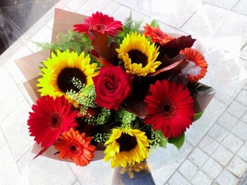 Sunflower gerbera