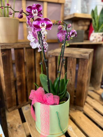 Orchid dream