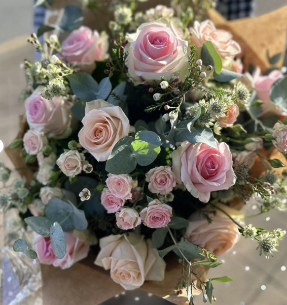 Blush rose