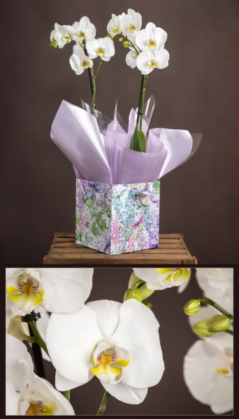 Double orchid plant