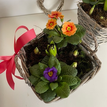 Spring planted basket