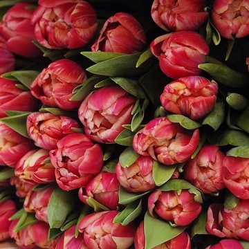 Tillington tulips