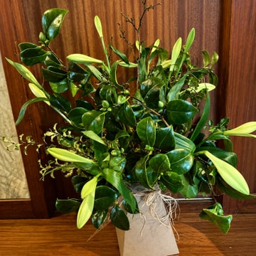 Lillies