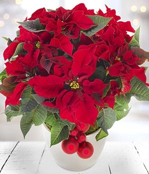 Poinsettia gift wrapped