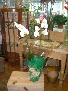 White phalaenopsis orchid