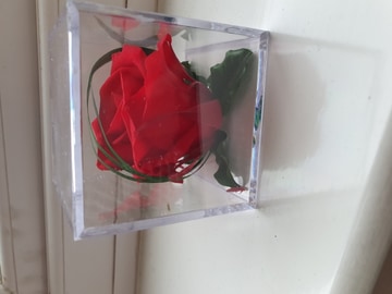 Preserved red cube cube