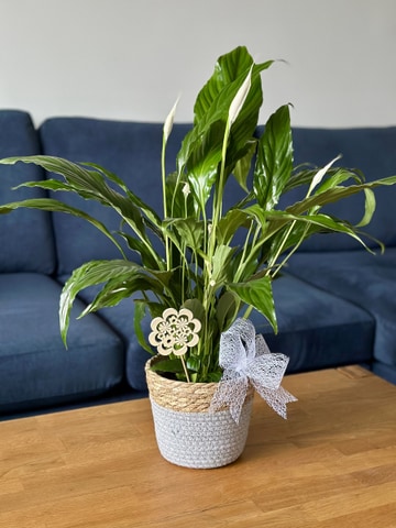 Pearl peace lily