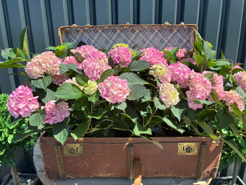 Single hydrangeas