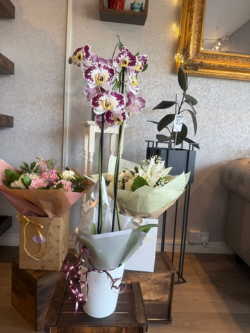 Orchids potted