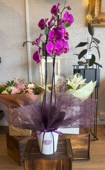 Pink orchid potted