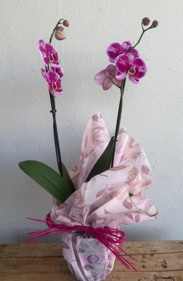 Double stem orchid