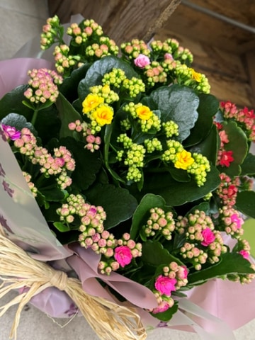 Flowering plant
