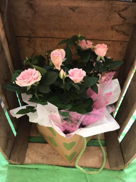 Pretty pink rose plant