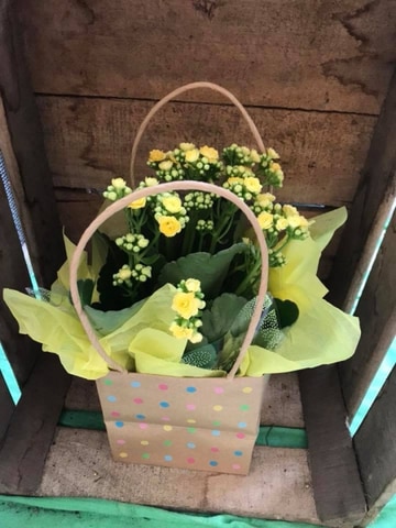 Summery kalanchoe plant