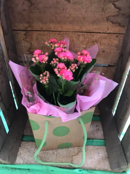 Pretty kalanchoe plant