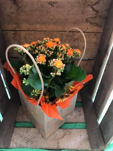 Vibrant kalanchoe plant