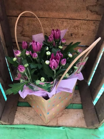 Chrysanth plant gift bag