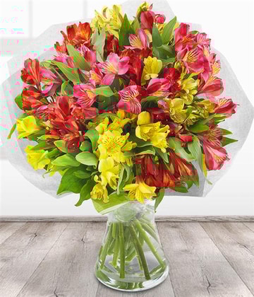 Simply alstroemeria