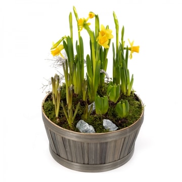 Daphne planter