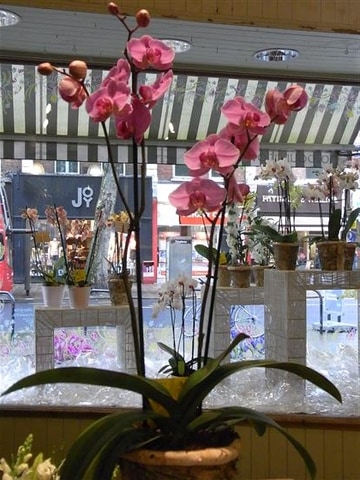 Phalaenopsis orchid
