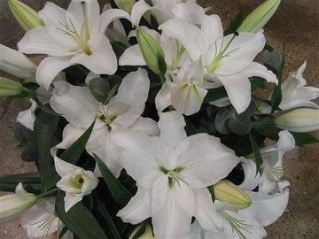 Oriental white lily