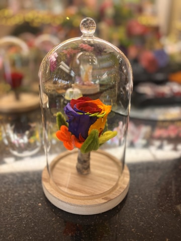 Forever rainbow rose