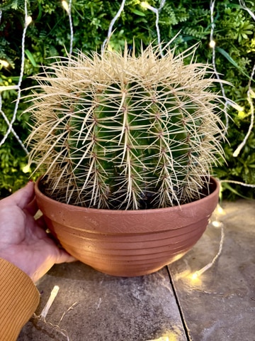 Large cactus