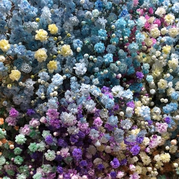 Rainbow gypsophilia gift in aqua
