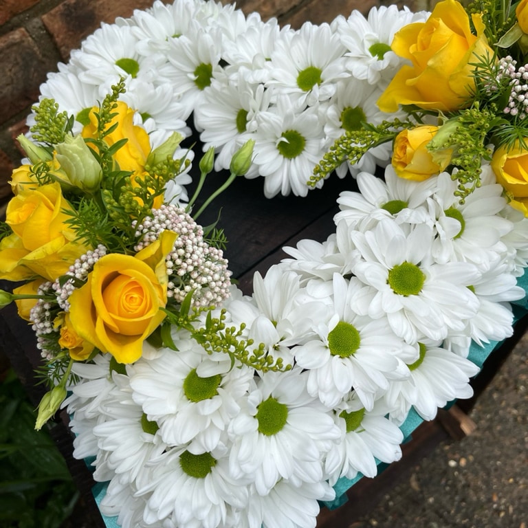 Daisy open heart