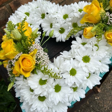 Daisy open heart