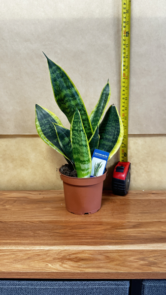 Snake plant