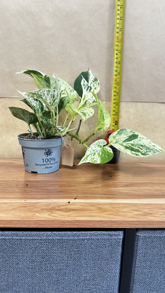 Epipremnum pinnatum marbl
