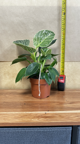 Philodendron birkin