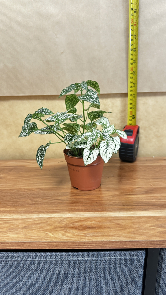 Hypoestes phyllostachya