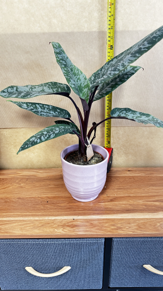 Dieffenbachia plant