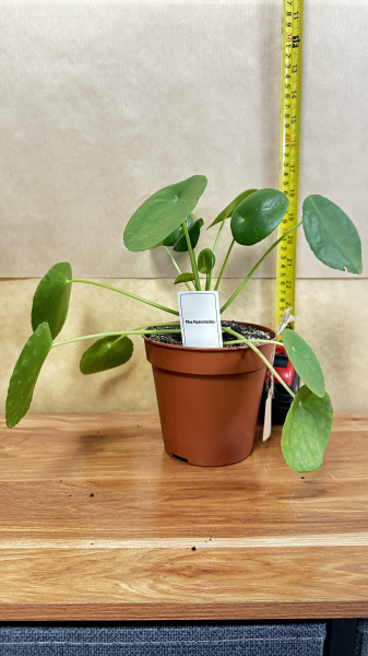 Pilea peperomioides