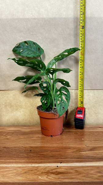 Monstera obliqua