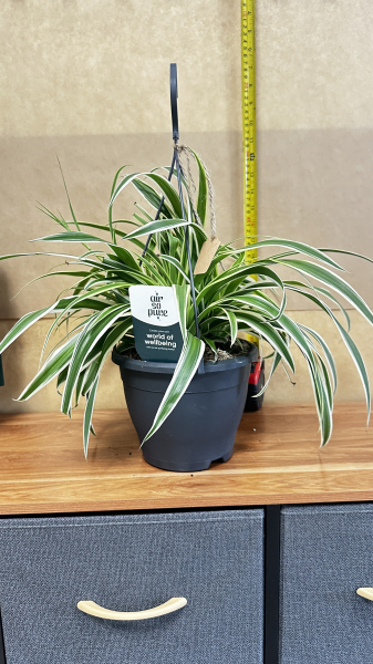 Spider plant