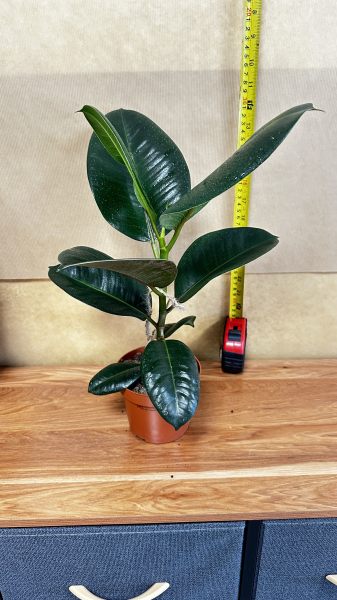Ficus elastica robusta