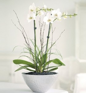 planted-orchid