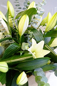 White elegance lillies
